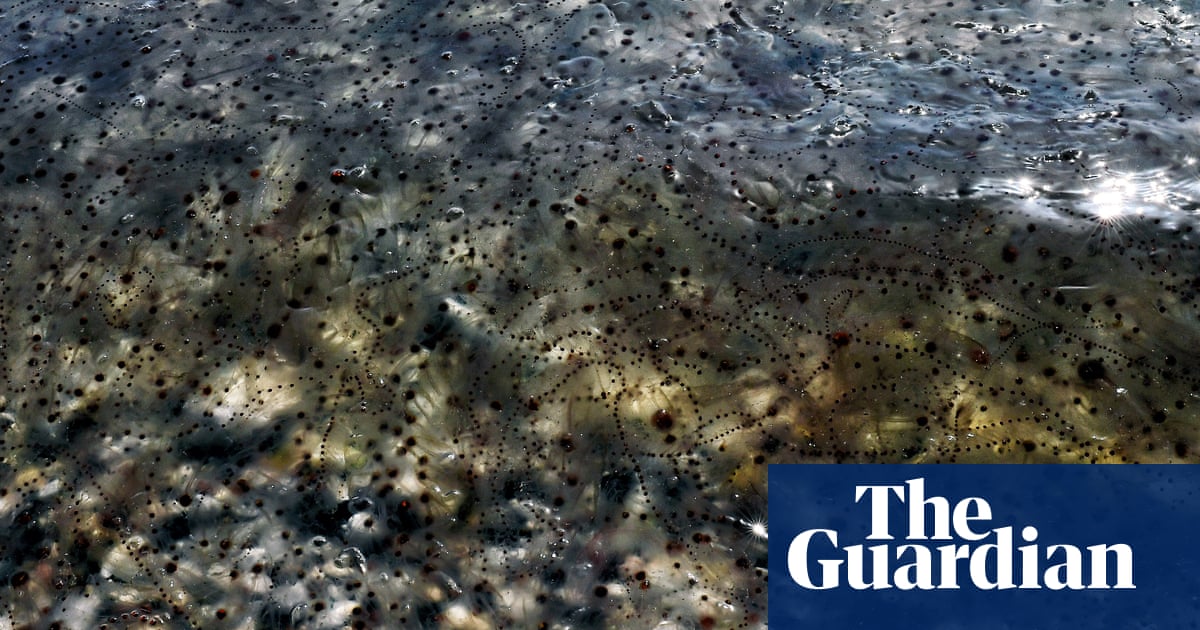 Weatherwatch: how the humble salp is helping to fight the climate crisis