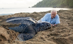 A leatherback turtle with David Attenborough in Trinidad