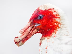 Best Portrait. Bloody Petrel.‘Giant petrels are the scavengers of the Southern Ocean, often seen feeding on carrion. This individual has its head stained red with blood from a recent meal. Although their feeding habits may seem gruesome, these birds play a vital role in the ecosystem by preventing the spread of disease. Once heavily persecuted for their oil, their populations have rebounded thanks to conservation efforts, although they still face threats from fishing practices and climate change.’
