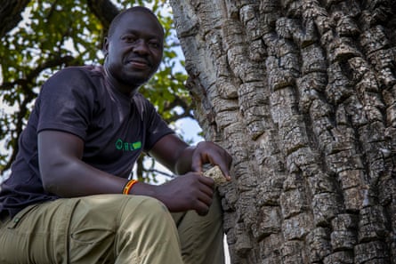 Ojok Okello sits under a shea tree in Okere City, which is now marketing its own shea butter