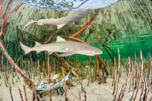 A lemon shark pup (Negaprion brevirostris) in a mangrove forest, which acts as a nursery for juveniles of this species (Eleuthera, Bahamas)