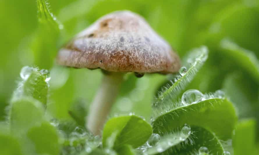 We know only 10% of species diversity
                        within kingdom fungi, at most.