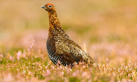 Driven grouse moors in the UK’s national parks are associated with the controversial burning of vegetation and the illegal persecution of birds of prey.