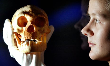 A model of a skull from a species of Hobbit-sized humans called Homo floresiensis, which was found in a cave on the Indonesian island of Flores.