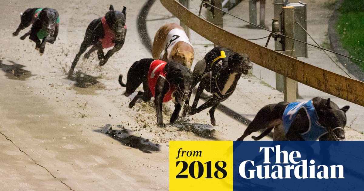 Greyhound Racing NSW board member charged over