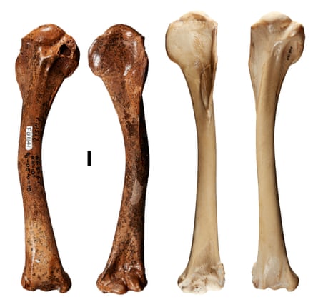 The humerus of the newly discovered eagle, Dynatoaetus pachyosteus (left) compared with that of the living wedge-tailed eagle
