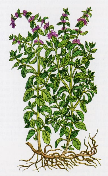 Pennyroyal, a plant often used as an ingredient in abortifacients.