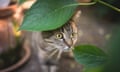 Cat hiding behind leaves