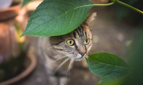 Cat hiding behind leaves