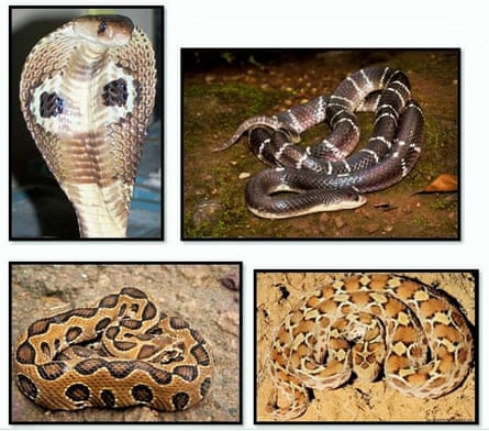 The four snakes which cause the most human fatalities in India are, clockwise from top left, the spectacled cobra, the common krait, the saw-scaled viper, Russell’s viper.