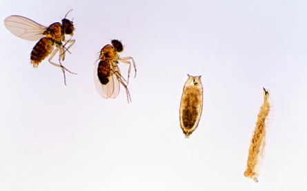 Life cycle stages of the fruit fly, Drosophila sp, showing larva, pupa, adult male (dark abdomen) and adult female