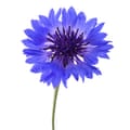 Cornflower