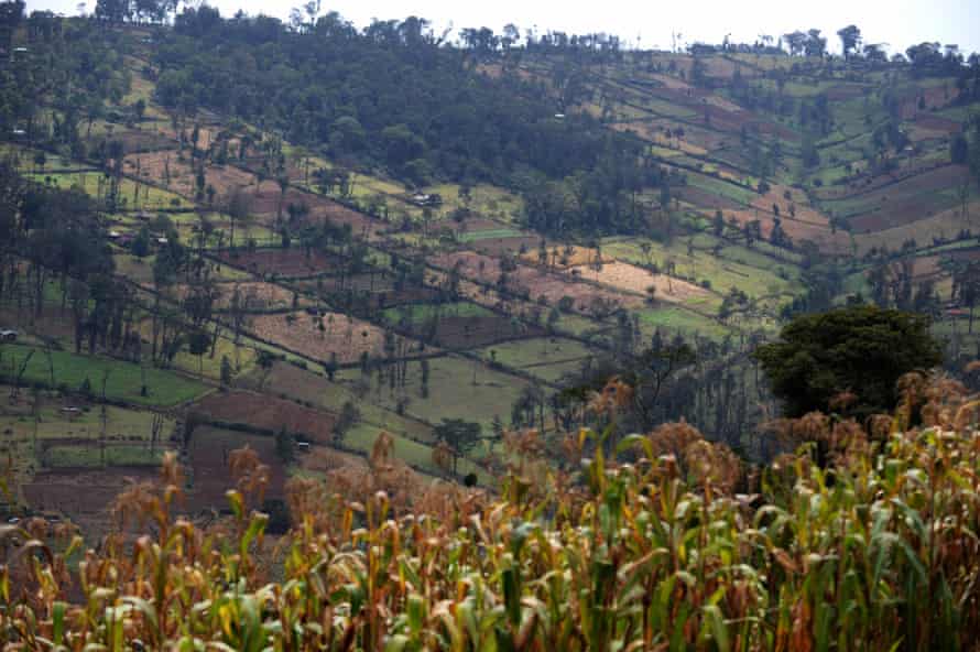 Parts of Kenya’s forests have been degraded to make way for maize plantations.
