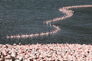 Several years ago, the rising waters of Lake Nakuru caused flamingoes to leave the lake and settle in Lake Bogoria.
