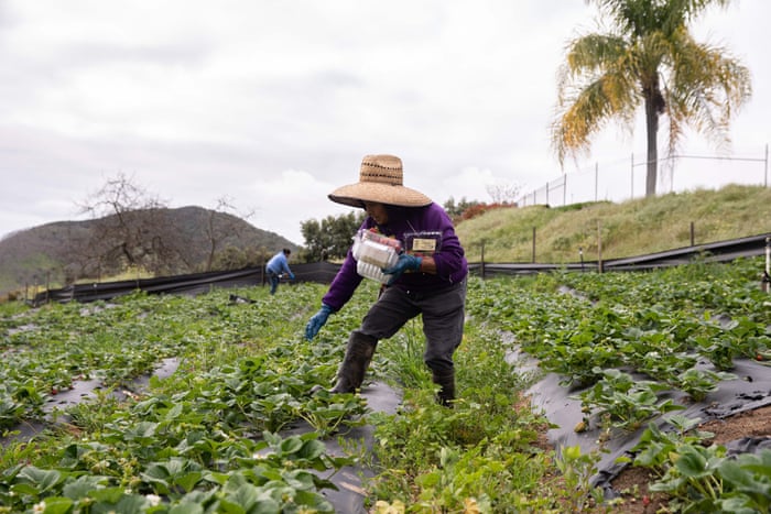 California S Farm Workers Pick America S Essential Produce Unprotected From Coronavirus Coronavirus The Guardian