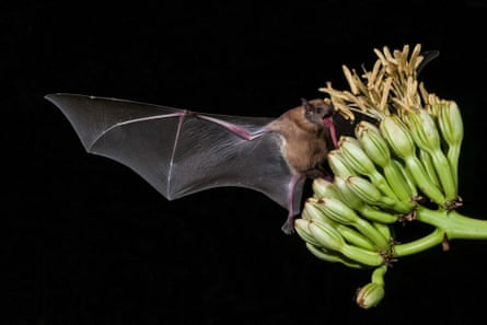 In a studio shot, with a high flash and a black background, a small fuzzy brown bat with wing extended perches on a green clump of buds, with a handful of yellow flowers coming out of them.