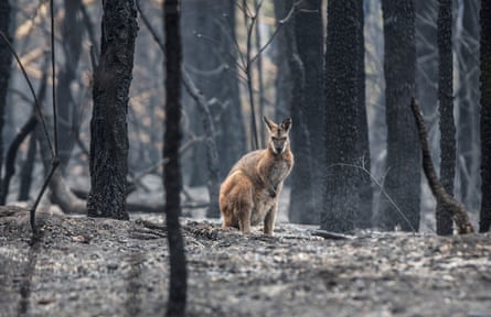 A wallaby in burnt-out bush