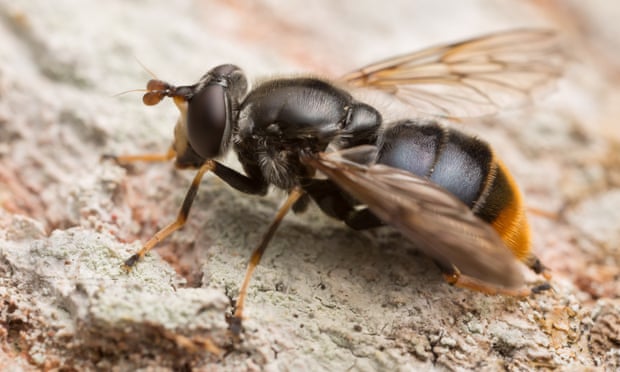 The pine hoverfly, the UK’s rarest insect.