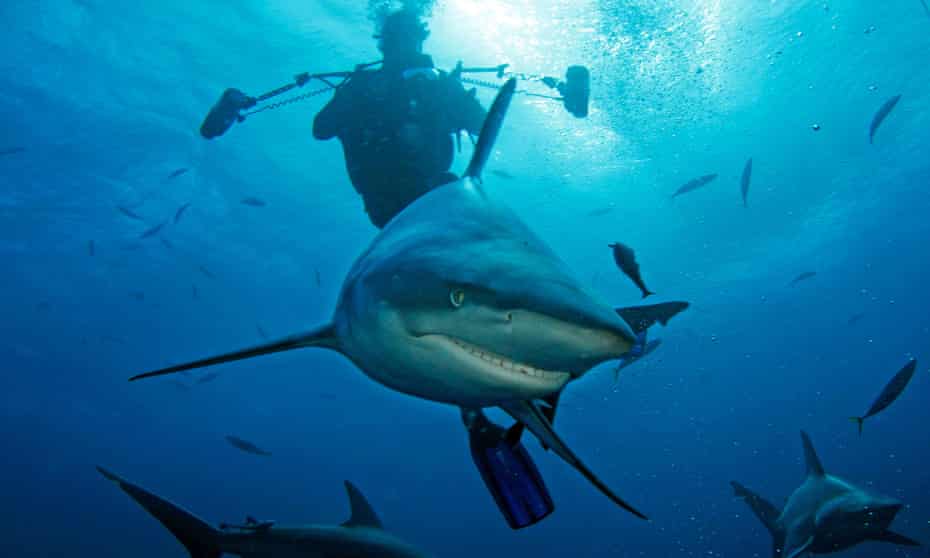 Diving with sharks off the South African coast.