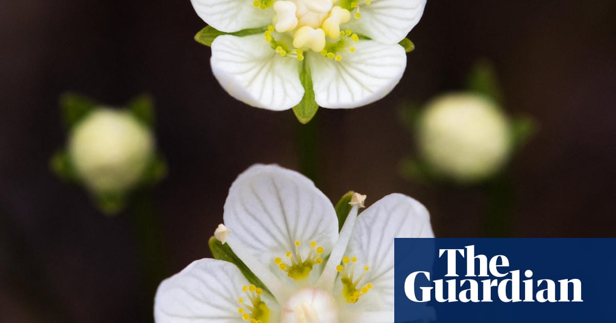 It would be a shame to lose the bog star | Letters