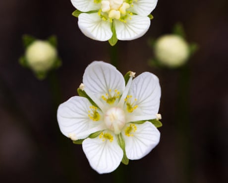 Bog star or grass of Parnassus