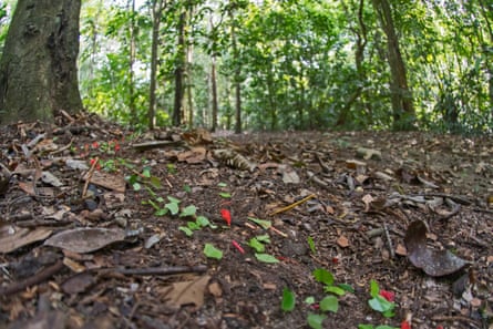 A row of leafcutter ants march along a forest floor