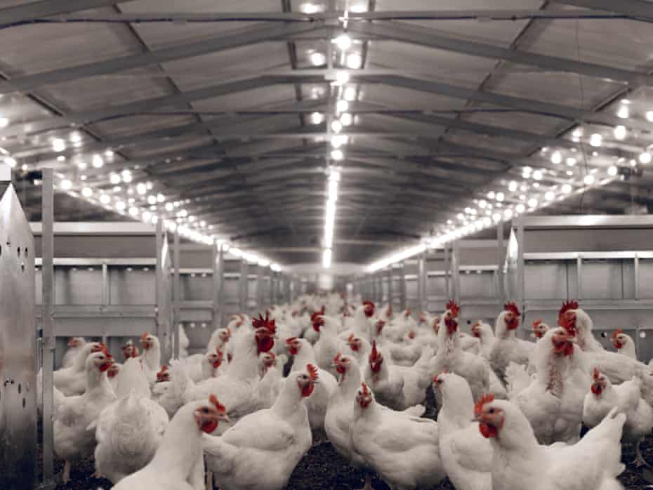 Adult breeding Cobb 500 chickens in a room containing 9,000 birds at Irvine’s farm in Kilimanjiro