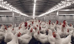 An industrial shed containing thousands of white chickens