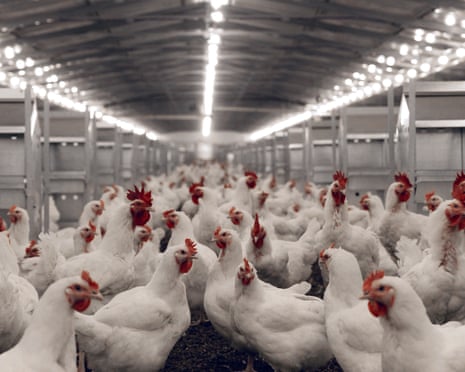 An industrial shed containing thousands of white chickens