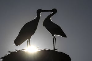 Salem, Germany: Two storks are silhouetted in their nest