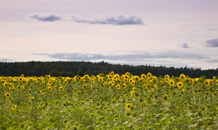 Sunflowers at Haltia.