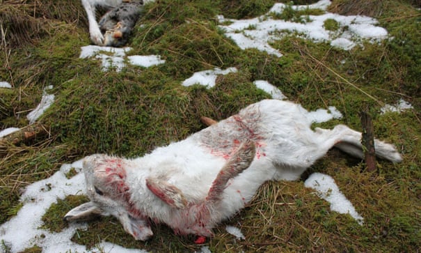 POLL: Should the culling of Scotland's mountain hares be banned? 1600