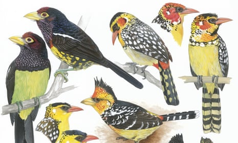 Barbets by Martin Woodcock from The Birds of Africa, Volume III