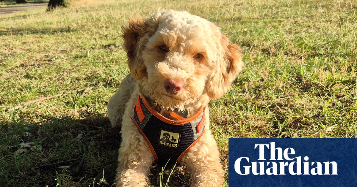The pet I’ll never forget: Boone the neglected puppy, rescued alongside 250 others