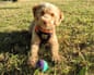 A small poodle cross dog on a stretch of grass looking up at the camera with a ball between its paws