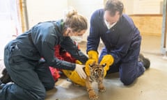 Sumatran tiger cub at London Zoo