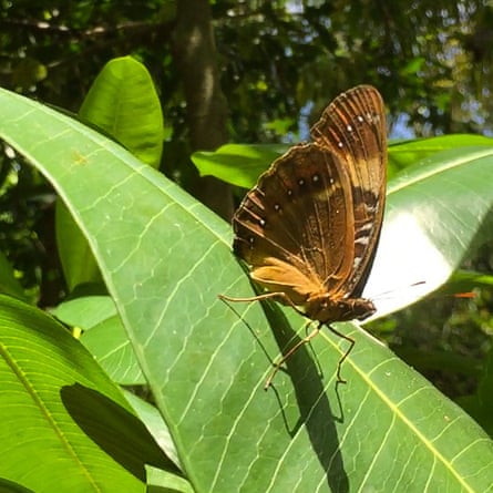 A Mariana eight-spot butterfly on a green leaf