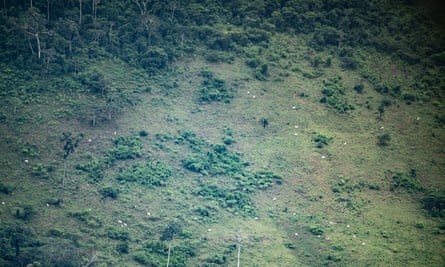 Cattle grazing inside Apyterewa indigenous land in Pará state, Brazil
