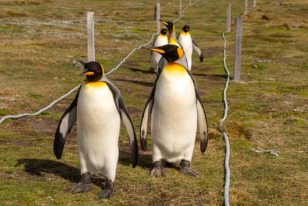 Five king penguins walk a roped path