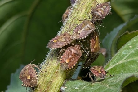 Hairy Shieldbug adults on sunflower stem