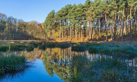 Delamere Forest in winter