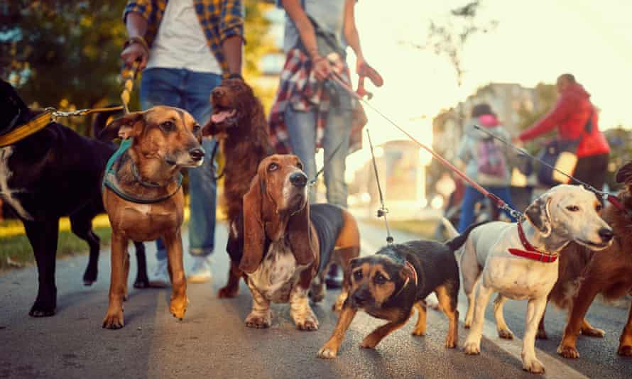 Photograph of a group of five dogs on leads looking round interestedly at things on the street, photographed at ground level, with out of focus professional dog-walkers in the background