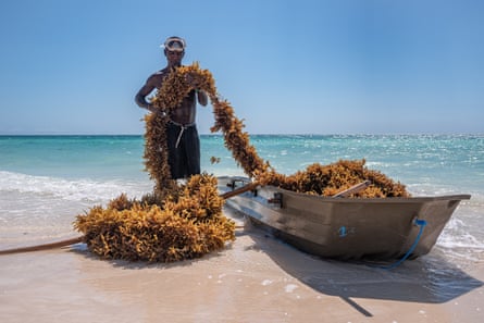 An African man on beach holds a line of seaweed that looks like an enormous strand of brown tinsel