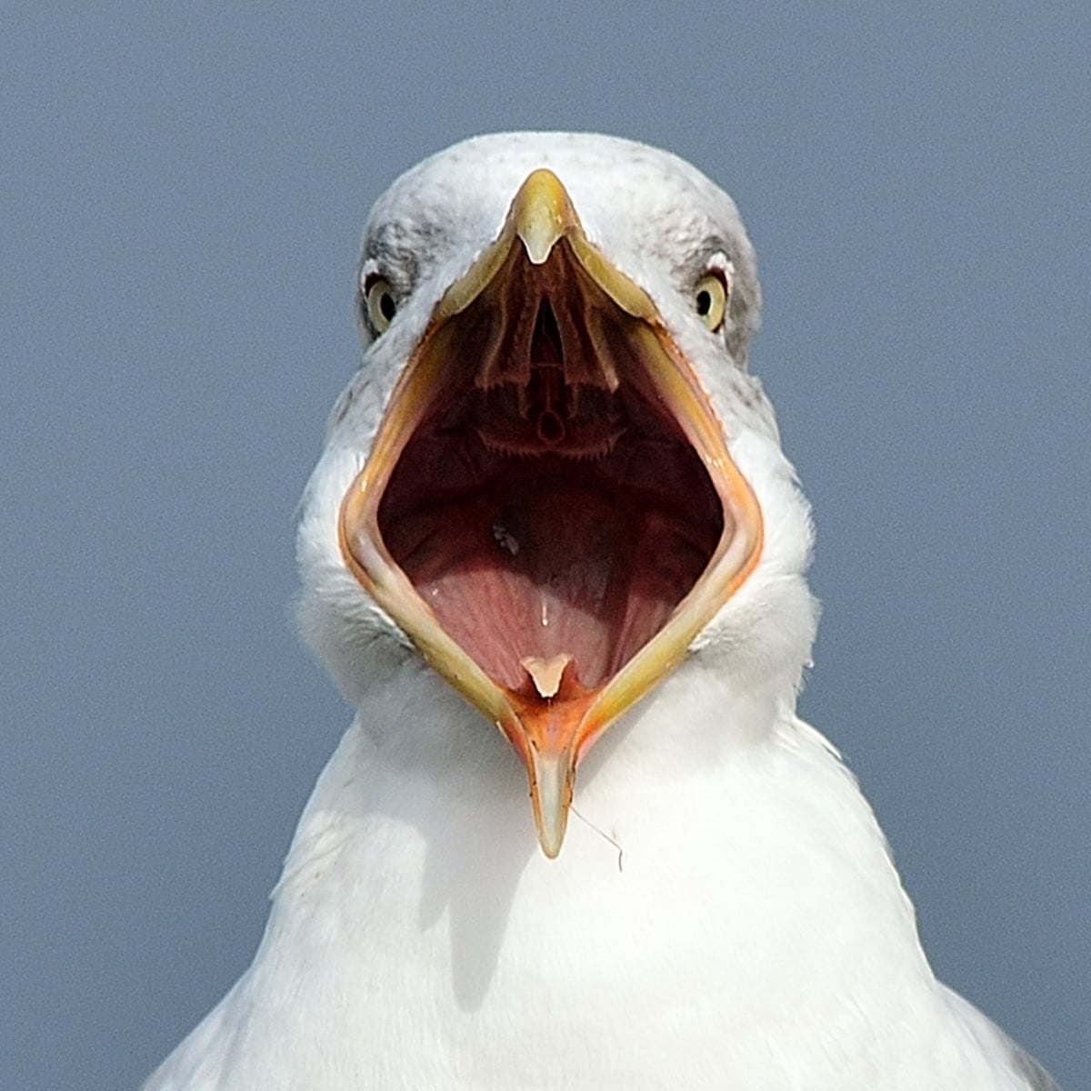 It Carried Our Dog Away Are The Uk S Seagulls Getting More Aggressive Environment The Guardian