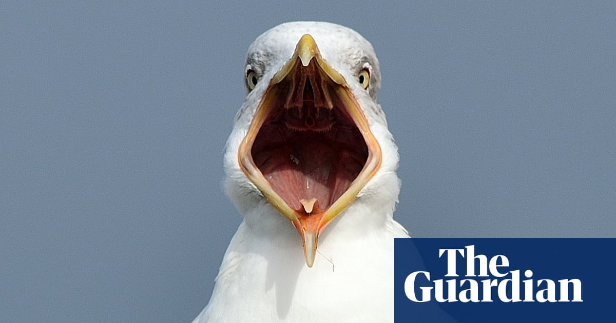 It Carried Our Dog Away Are The Uk S Seagulls Getting More