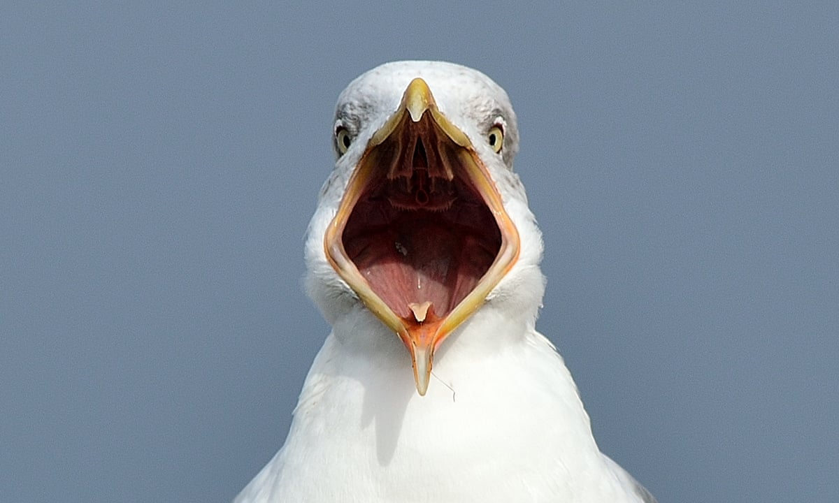 It Carried Our Dog Away Are The Uk S Seagulls Getting More Aggressive Environment The Guardian