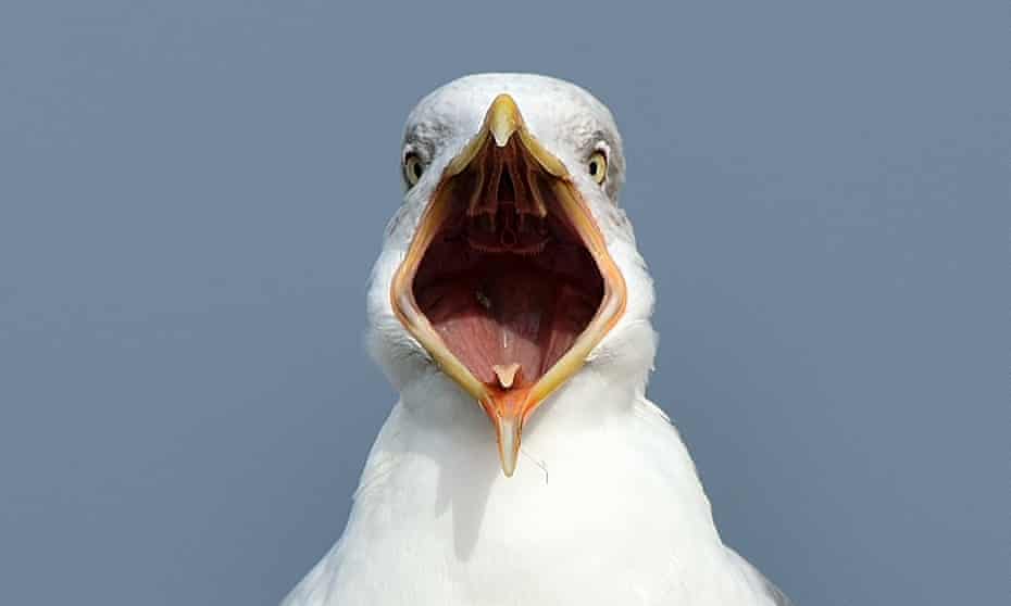 ‘At the last count, in 2004, there were 130,000 herring gull pairs in summer, swelling to 730,000 individual birds in winter.’