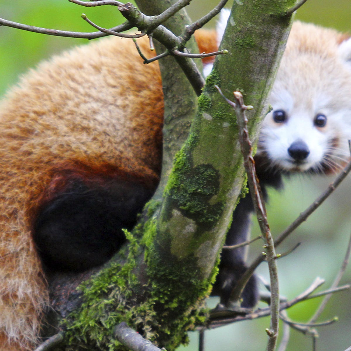 Red Panda That Escaped From Belfast Zoo Is Found Belfast The Guardian Red Panda That Escaped From Belfast Zoo Is Found Belfast The Guardian