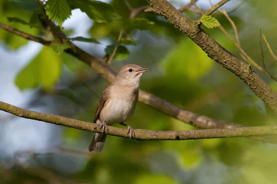 A brown garden warbler on a leafy branch.