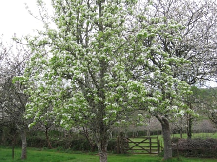 Morwellham pear among cherry trees.